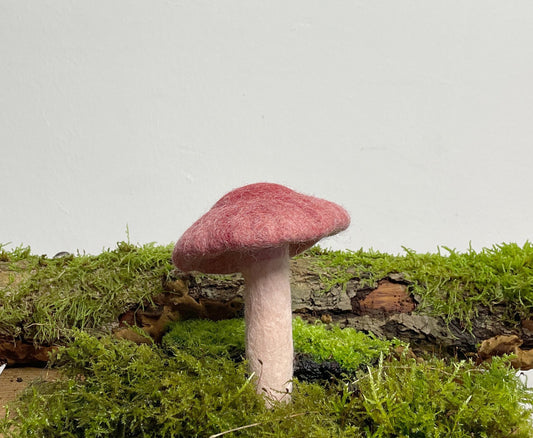 Kräuterseitling mittel - 8-Natur