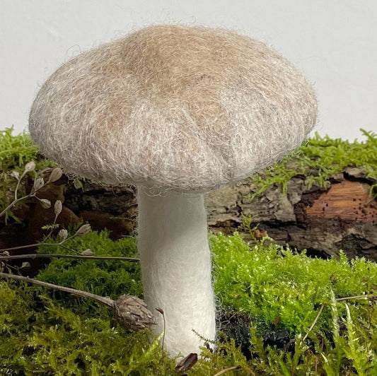 Kräuterseitling klein - 8-Natur