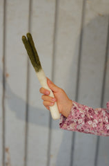 Lauch aus Filz