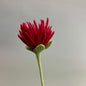 Filzblume – Symbol für Reinheit & Licht