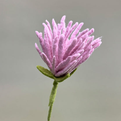 Filzblume – Symbol für Reinheit & Licht