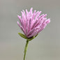 Filzblume – Symbol für Reinheit & Licht