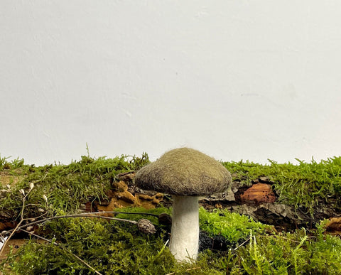 Kräuterseitling klein