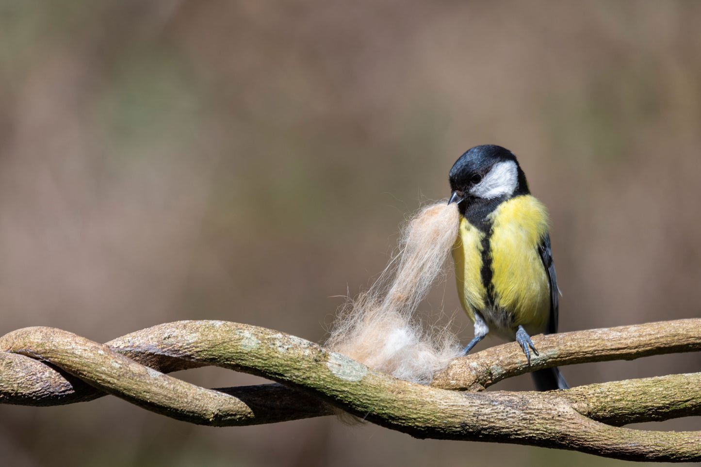 Vogelnestkugel aus Filz in gelb/grün - 8-Natur