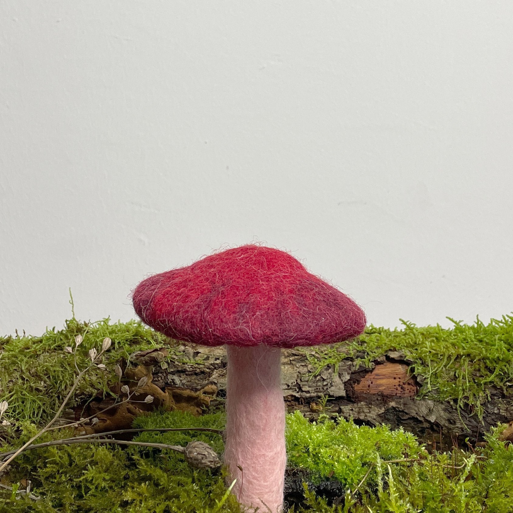 Kräuterseitling klein - 8-Natur