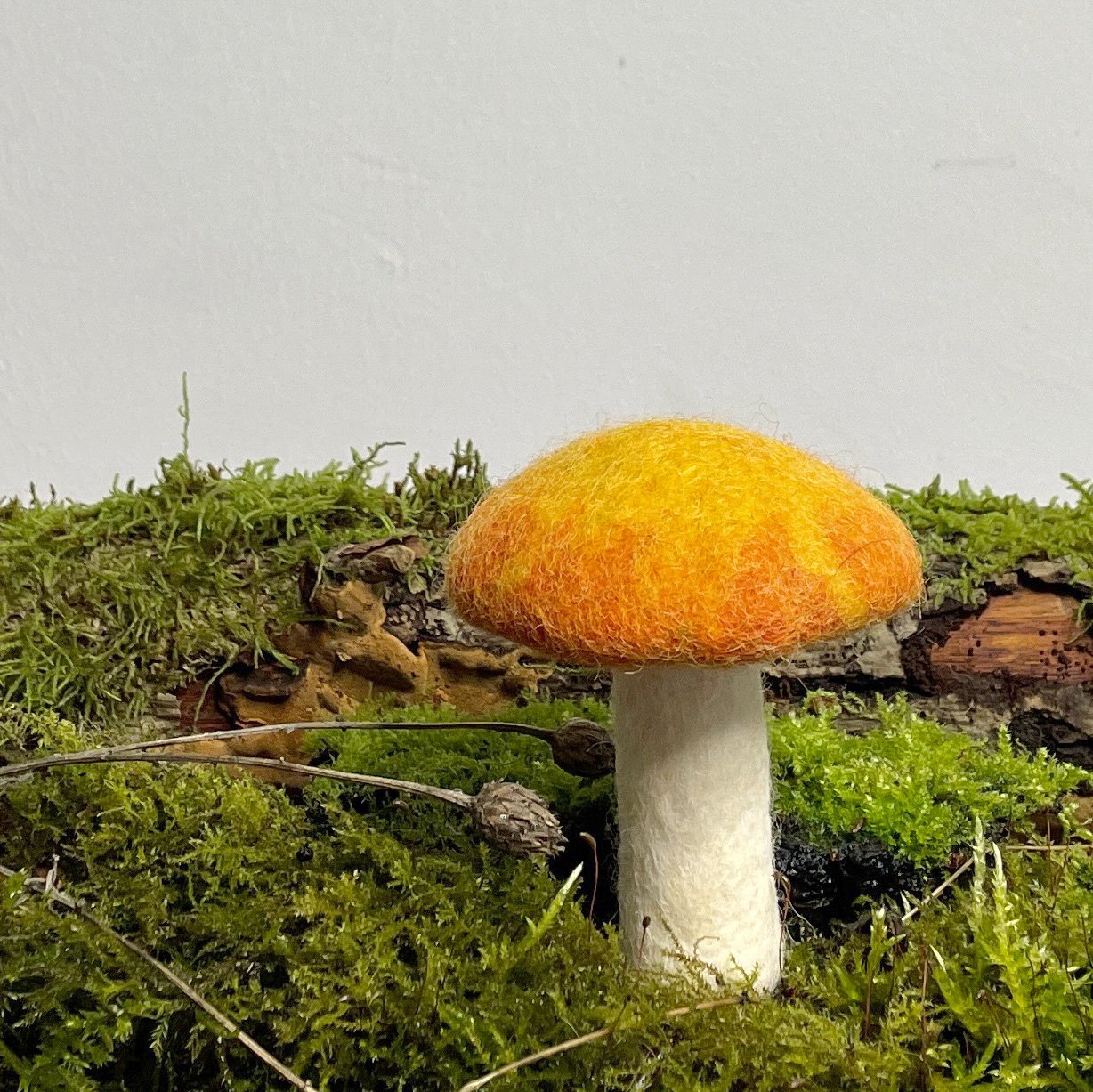 Kräuterseitling klein - 8-Natur