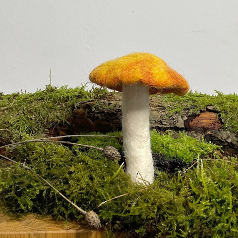 Kräuterseitling mittel