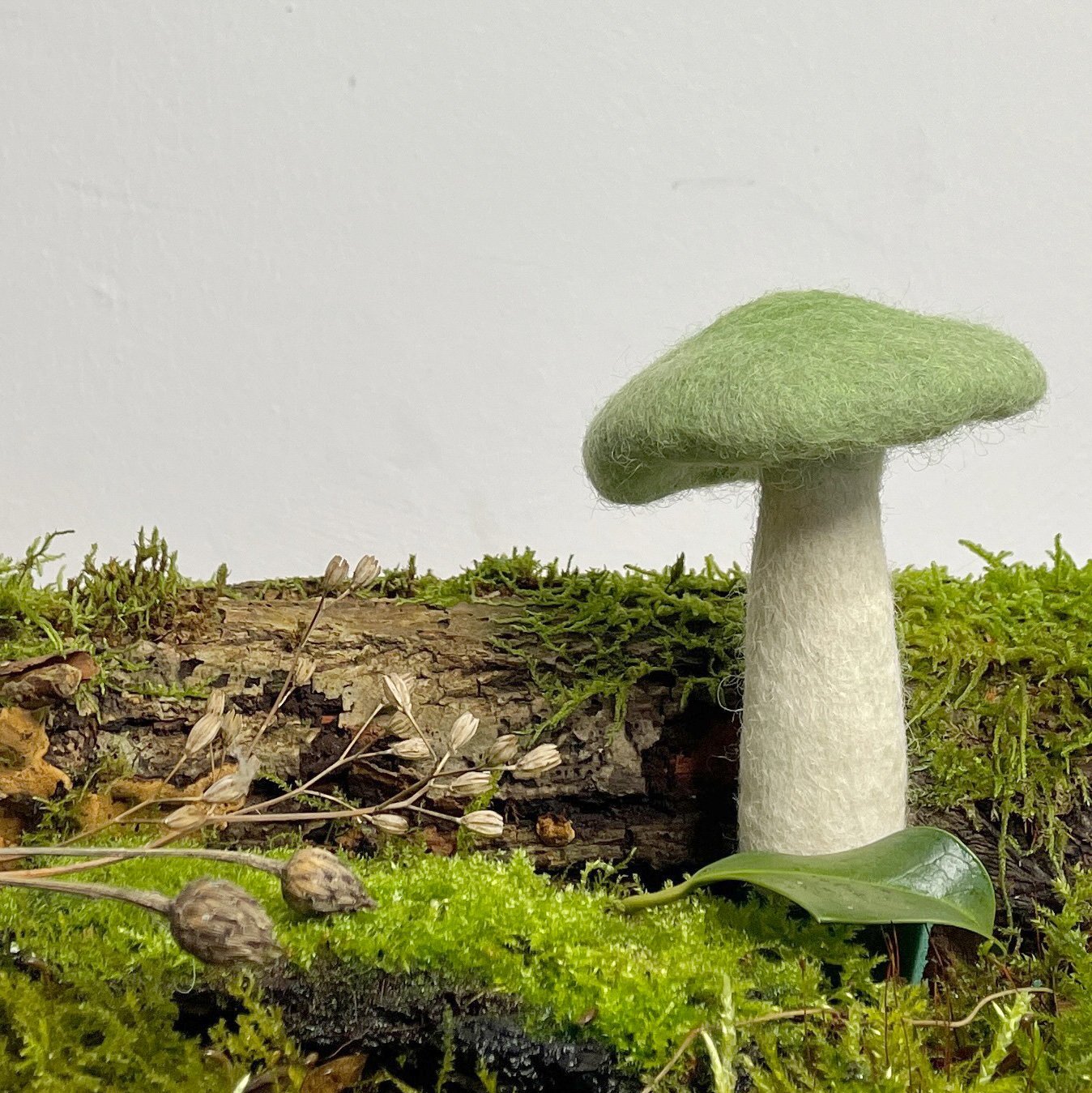 Kräuterseitling klein - 8-Natur