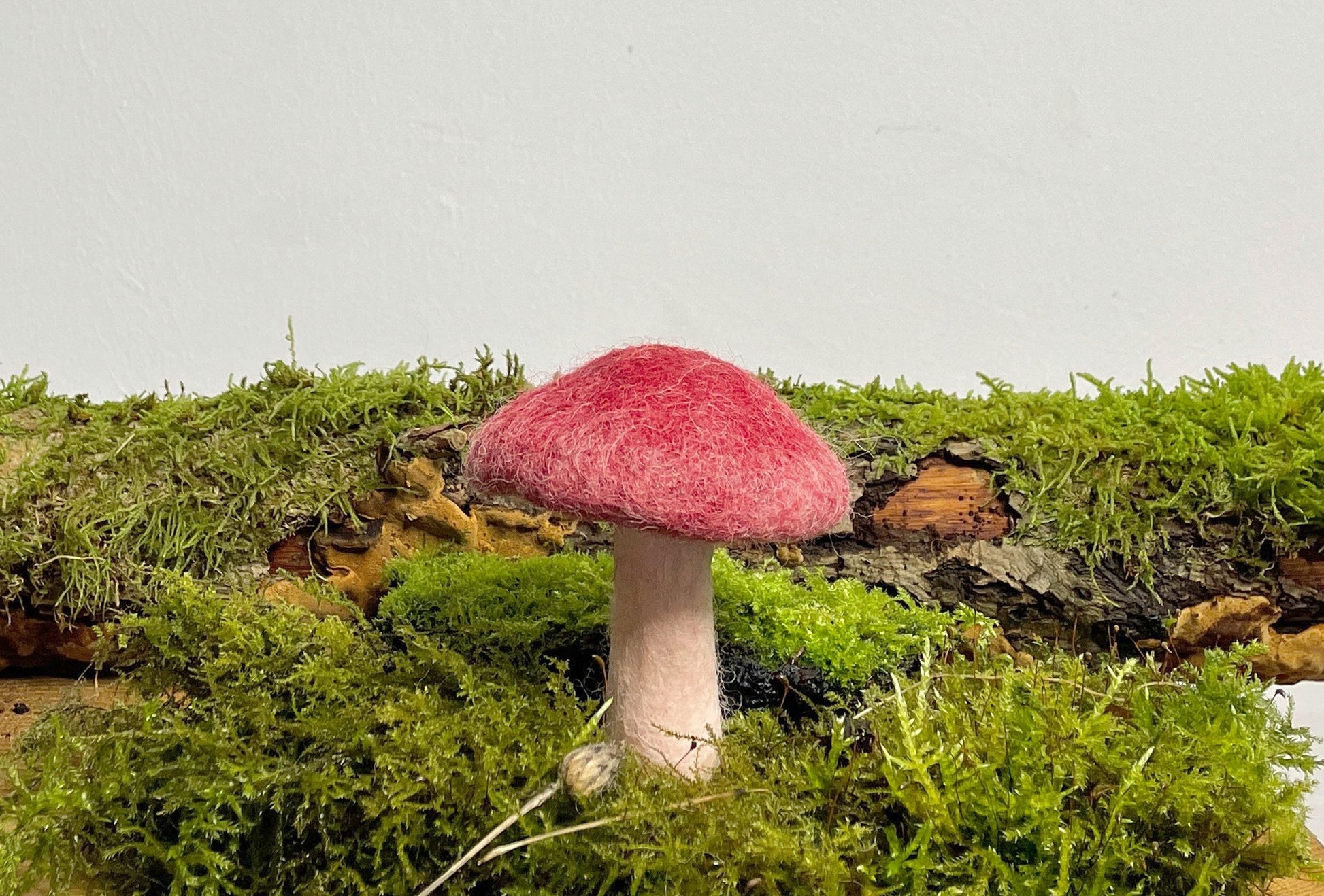 Kräuterseitling klein - 8-Natur
