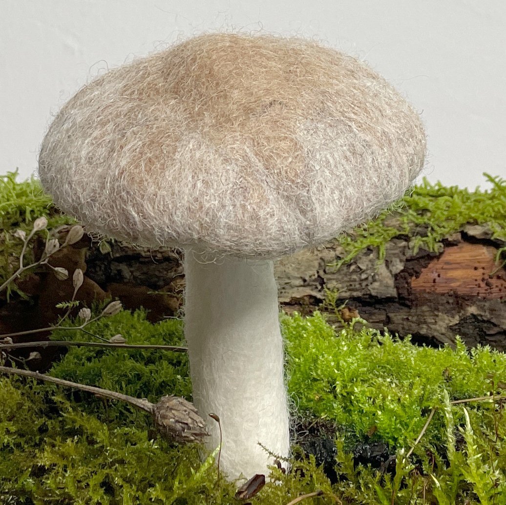 Kräuterseitling klein - 8-Natur