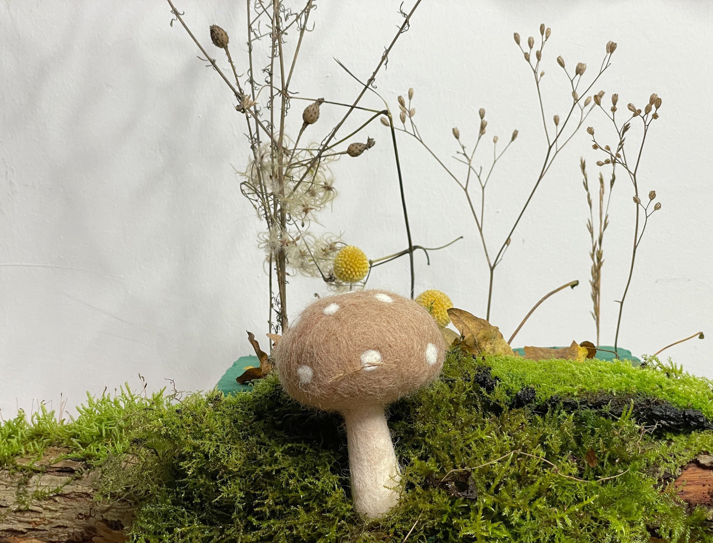 Riesen Fliegenpilze gepunktet mittel - 8-Natur